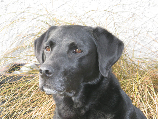 Independant Trial Results of EFAC (Active Again) for Dogs