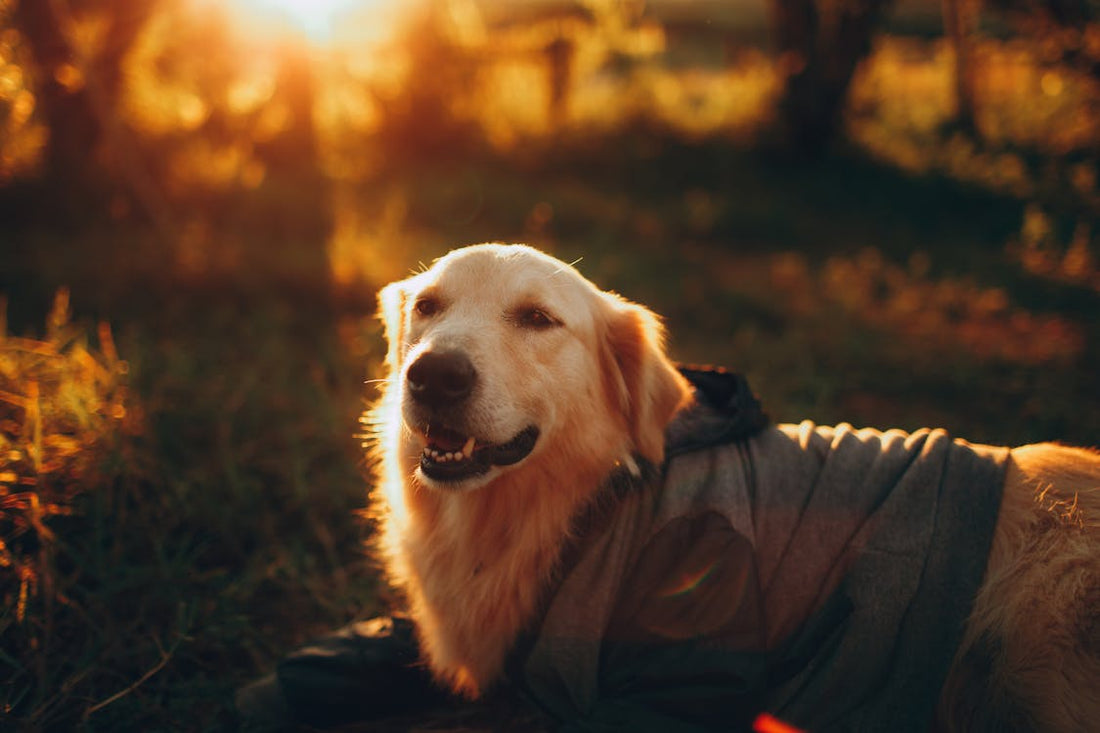 Golden retriever dog resting on a grassy meadow
